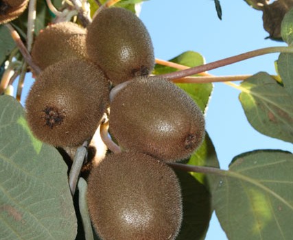 kiwi