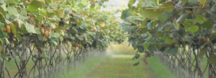 Ακτινιδια kiwies