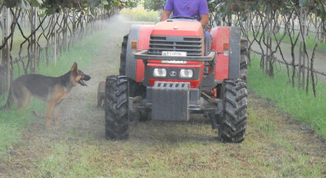 Καλλιέργεια Ακτινιδίων